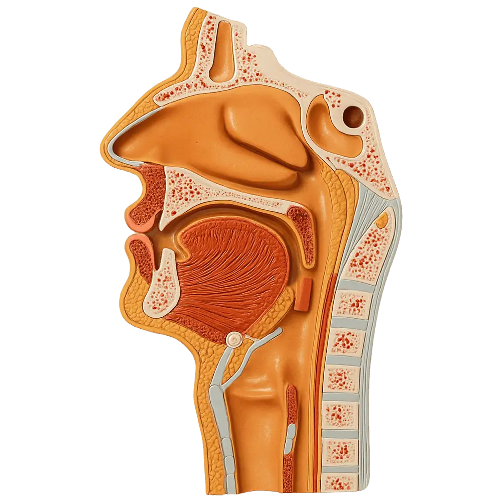 Zastajanje hrane u grlu - ilustracija zdrela