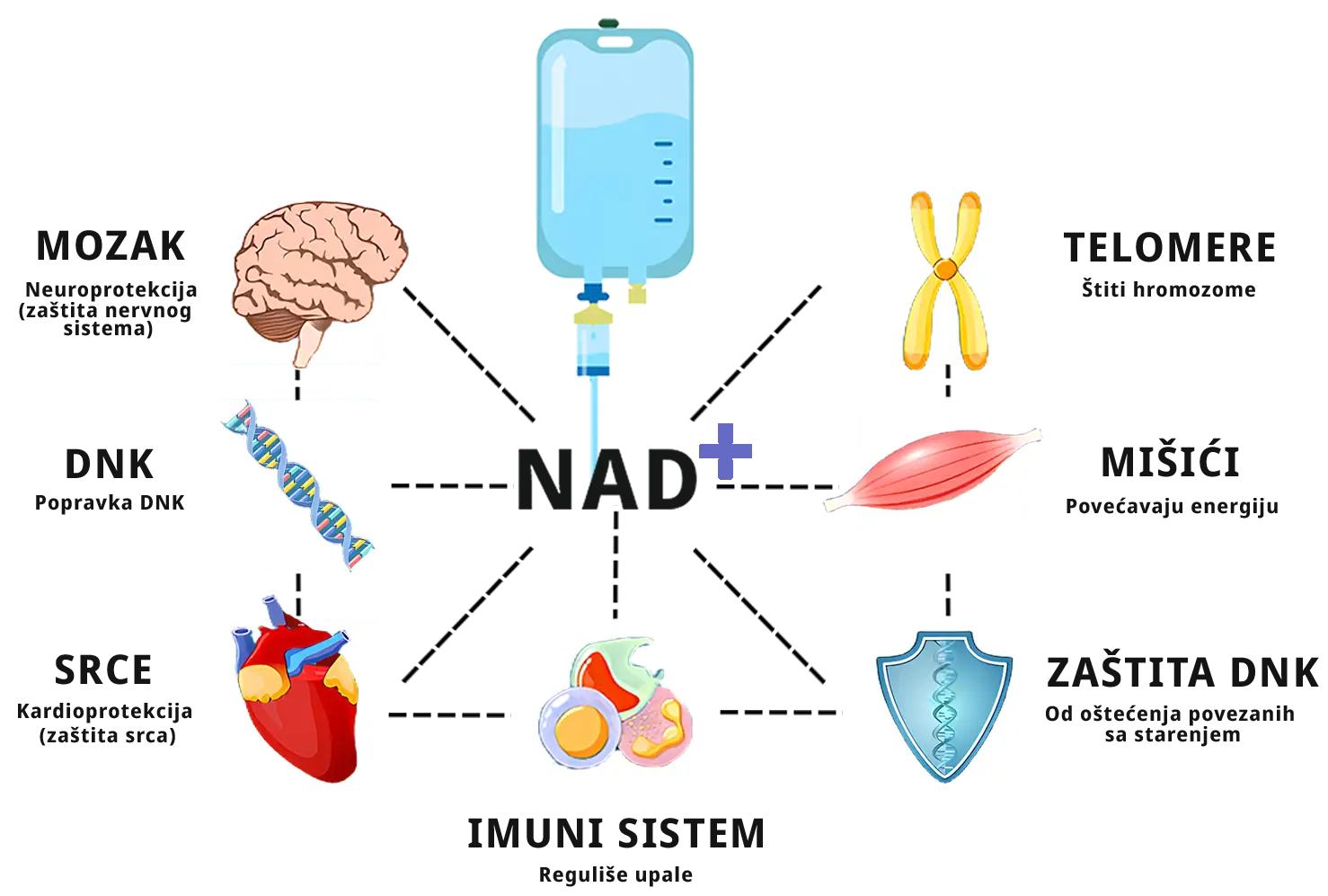 Ključni benefiti NAD+ infuzije prikazani kroz ikonice: mozak, DNK, srce, imuni sistem, telomeri, mišići i zaštita od starenja.